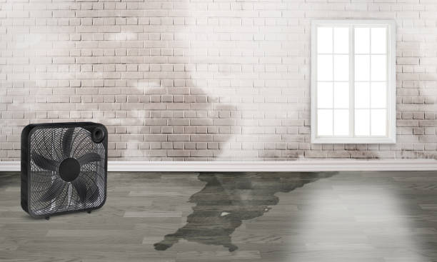Best Local water damage restoration  in Sunman, IN